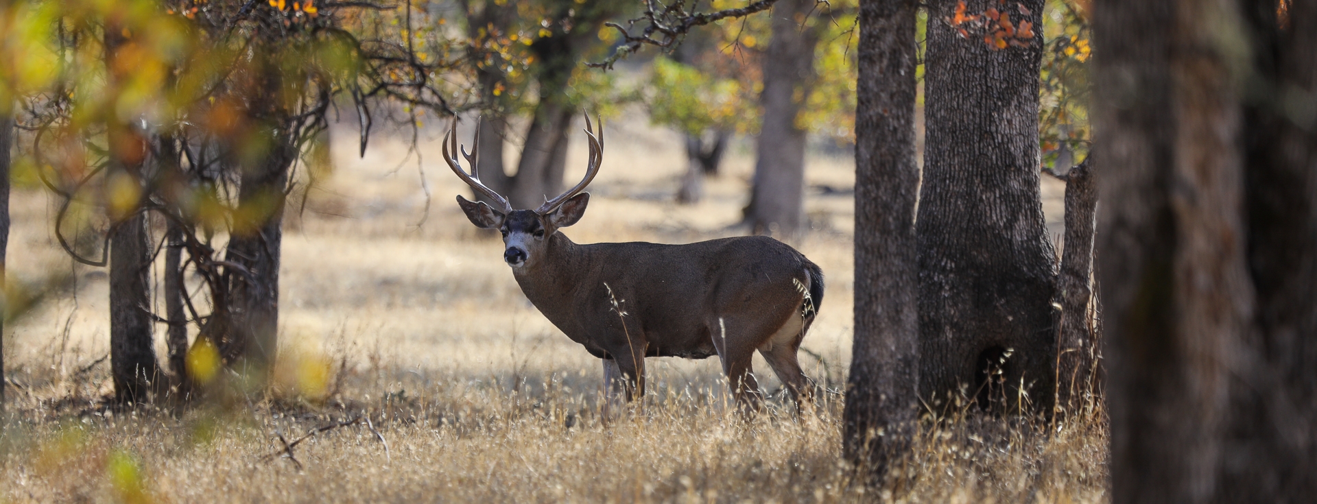 California Columbian Blacktail Deer Hunting